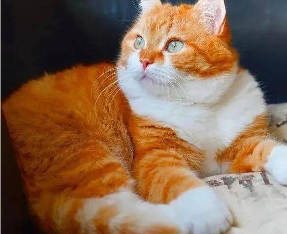 東城區(qū)廣渠門社區(qū)換紗窗