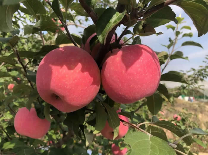 蘋果園地暖清洗-周邊街道及附近小區(qū)就近上門